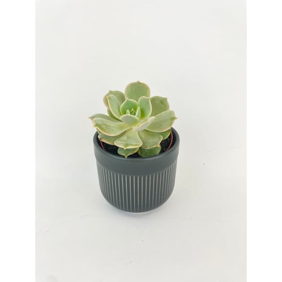 Echeveria Lola Succulent