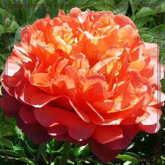Peony, Low Maintenance - Easy Grow - Ideal for Beds Borders, Plant Pots & Planters