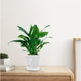 thumbnail image 6 of LULULION 1 Set Clear Slotted Pots for Orchid Planting with Water Retention, 6 of 6