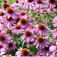 thumbnail image 3 of TomorrowSeeds - Purple Coneflower Seeds - 3000+ Count - For 2026 Planting USA Garden Flower Hedgehog, 3 of 5