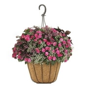 Proven Winners 2G Multicolor Annual Combo Live Plants with Hanging Basket