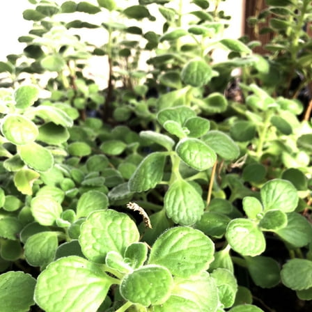 Smoke Camp CRAFTS Vicks Plant Live Plants in 3-4" Pots