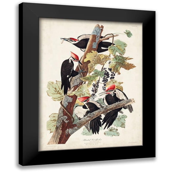 Audubon, John James 12x14 Black Modern Framed Museum Art Print Titled - Pl. 111 Pileated Woodpecker