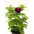 thumbnail image 2 of Expert Gardener 2.5QT Multicolor Zinnia Full Sun Live Plants with Pot, 2 of 5