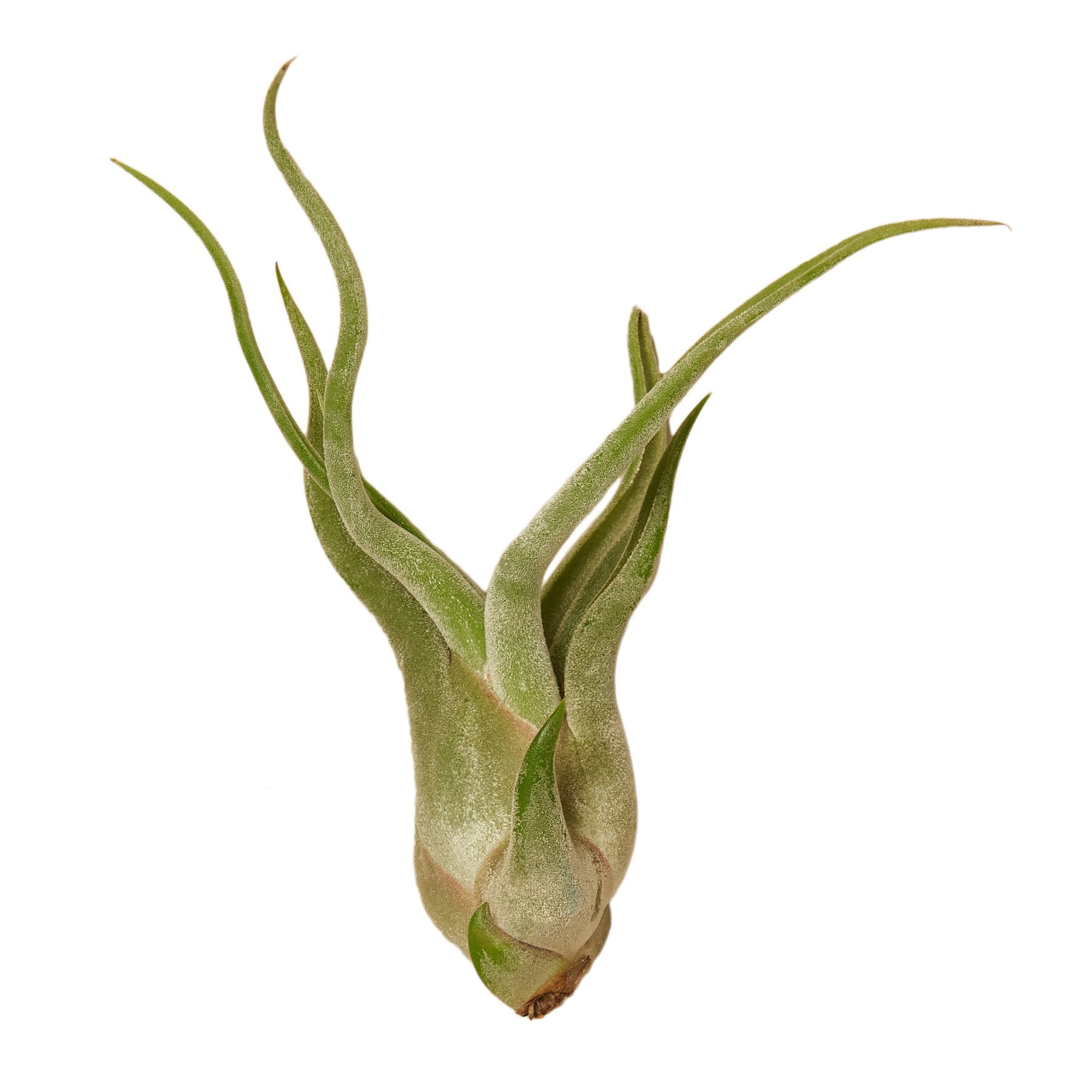 Tillandsia Air Plant CaputMedusae 6 pack