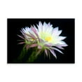 thumbnail image 2 of Gango Home Decor Blooms at Dawn by Douglas Taylor (Printed on Paper); One 36x24in Fine Art Paper Giclee Print, 2 of 4