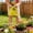 Yellow, variant on Fasiaou Mini Watering Can for Plants Indoor and Outdoor Small Metal Watering Pot with Long Spout for Precise Watering Gardening Tools for Potted Plants Flowers Vegetables and Succulents