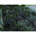 thumbnail image 2 of Classy Groundcovers, Lily Turf  'Royal Purple', Lilyturf, Border Grass, Monkey Grass (flat of 18 Pots, 3 1/4 inch square), 2 of 9