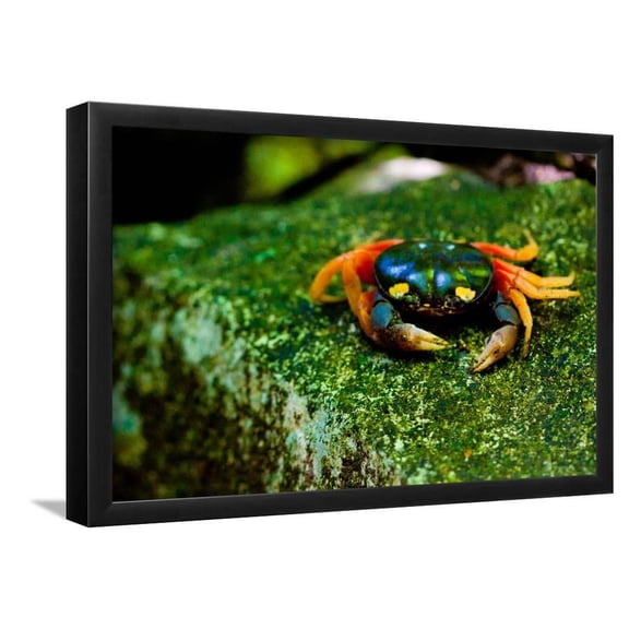 Halloween Crab on Rock in Costa Rica Photo Poster Print, Framed Art Print Wall Art Sold by Art.Com