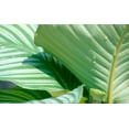 thumbnail image 2 of Blue, Cyril 32x21 Gold Ornate Wood Framed with Double Matting Museum Art Print Titled - Tropical Leaves, 2 of 4