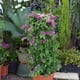 thumbnail image 4 of Monstrate Columna de barra de soporte de planta de Metal fuerte y duradera para el desarrollo de plantas saludables marco de escalada hortícola Jardín y Patio 45 vueltas altas y 28, 4 of 6