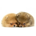 thumbnail image 2 of Pomeranian Puppy Wall Mural by Wallmonkeys Peel and Stick Graphic (18 in W x 12 in H) WM87134, 2 of 4