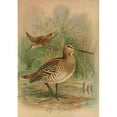 thumbnail image 2 of Johann Friedrich Naumann 11x14 Black Ornate Wood Framed Double Matted Museum Art Print Titled: Gallinago Major, 2 of 5