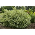 thumbnail image 6 of Ivory Halo® Dogwood | #3 Gallon Size Container, 6 of 7