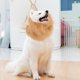 thumbnail image 4 of Moluckfu Pet Dog Lion Wigs Melena Sintética Marrón Para Celebraciones Que Y Elogios, 4 of 6