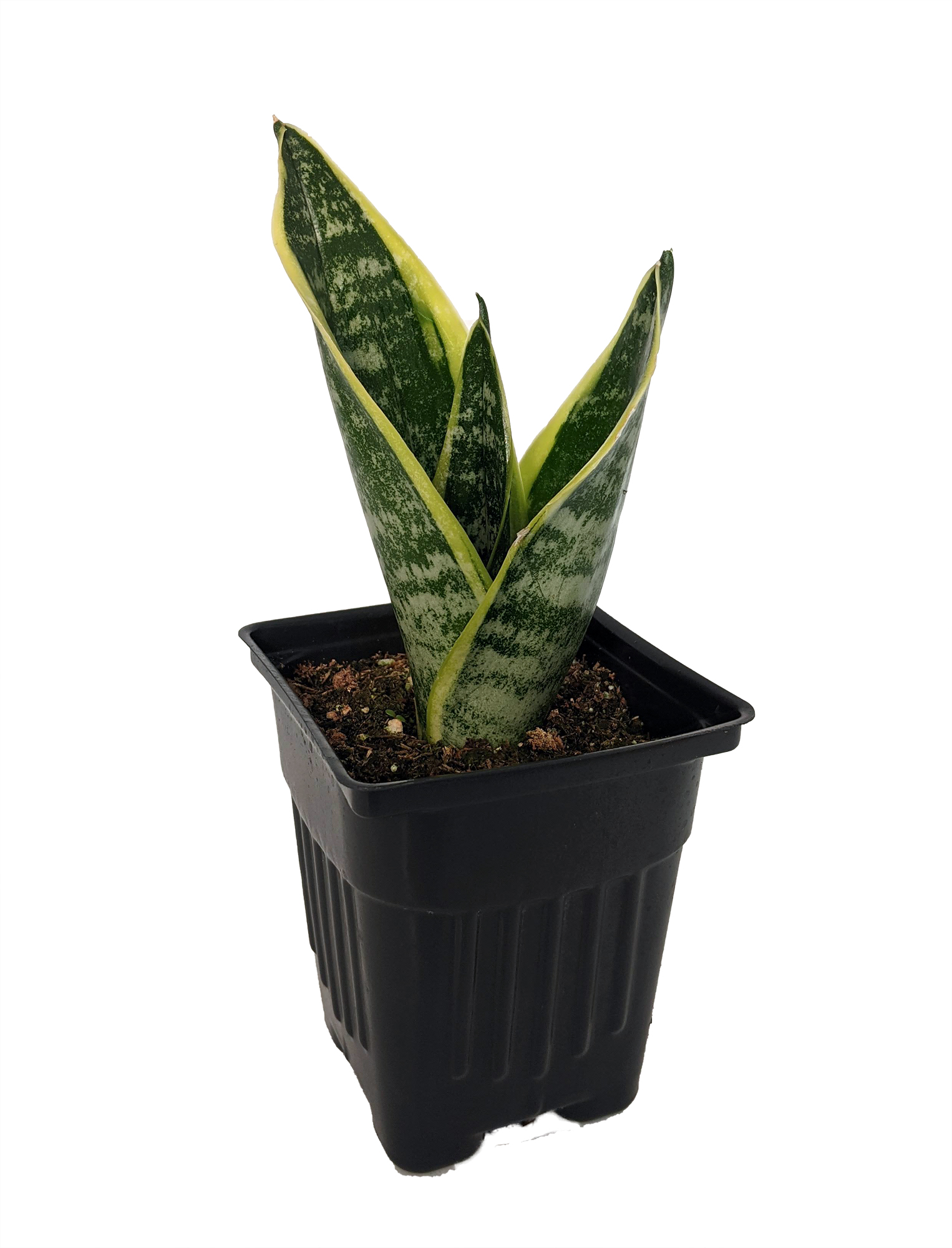Superba Snake Plant - Sanseveria - Almost Impossible to kill - 4" Pot - image 2 of 4