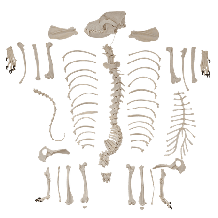 Axis Scientific Disarticulated Dog Skeleton
