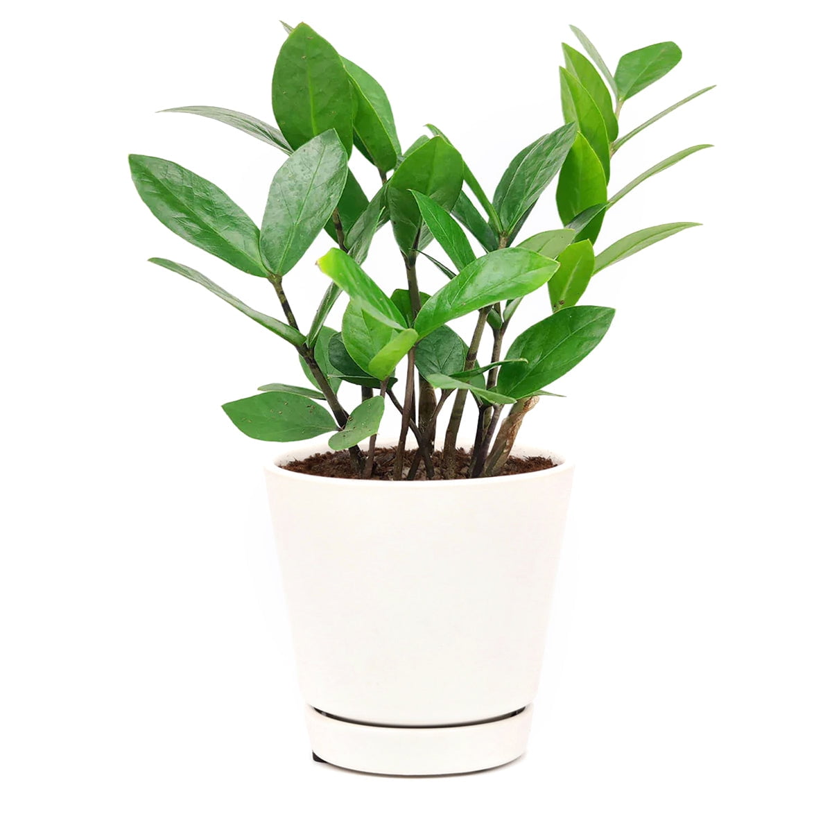 ZZ Plant Zamioculcas Zamiifolia (6"+ Minimalist Pot) Airpurifying