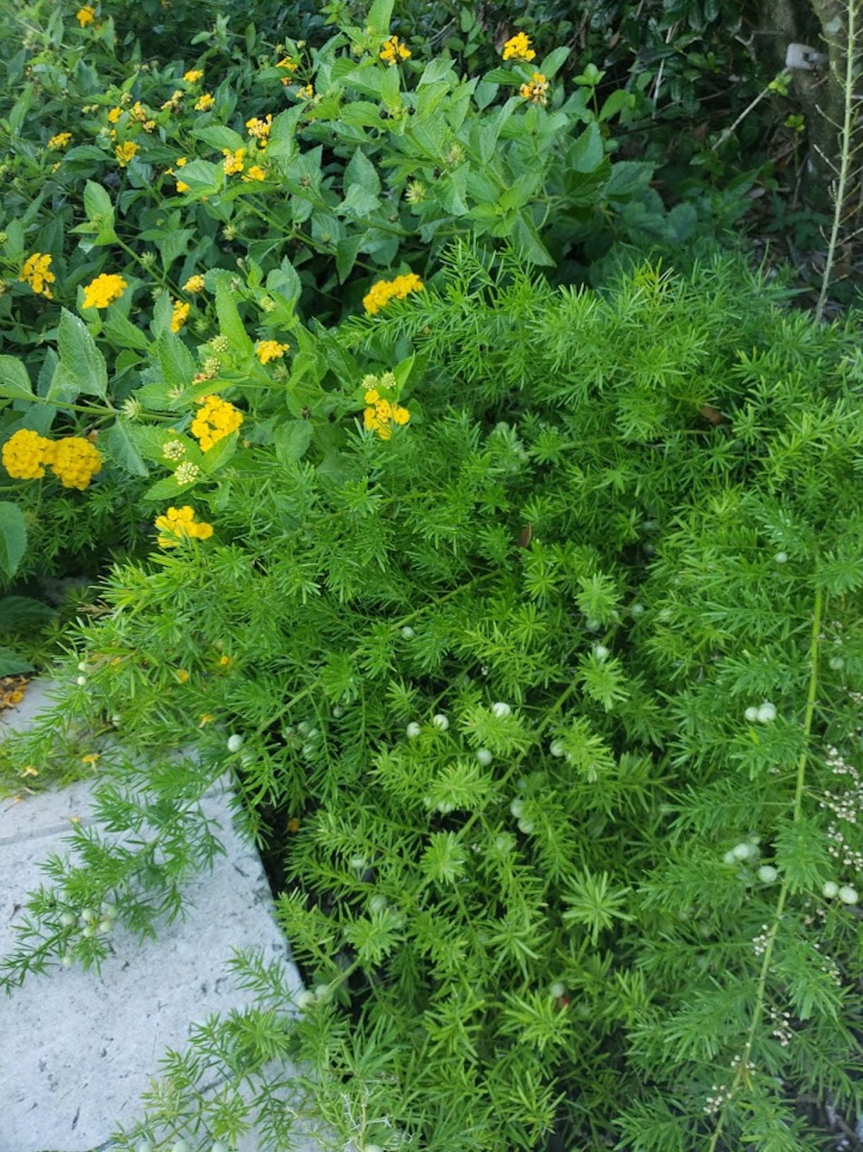 SEEDs = = =10 seeds Shatavari Wild Indian Asparagus Zones 8+ ==Ornamental Asparagus racemosus