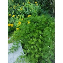 Serendipity Seeds 10 Shatavari Wild Indian Asparagus Plant Seeds