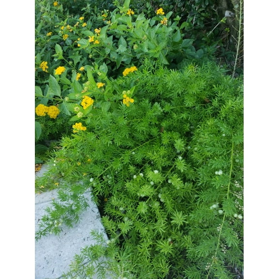 Serendipity Seeds 10 Shatavari Wild Indian Asparagus Plant Seeds