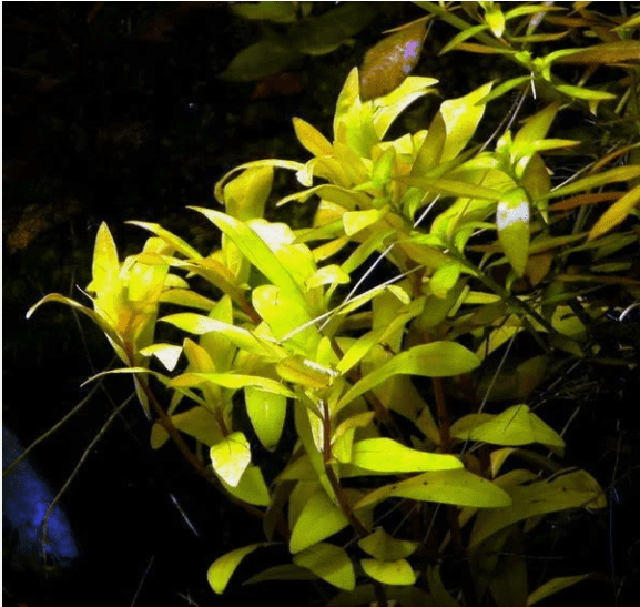 Nesaea Pedicellata ‘Golden’ Live Aquarium Plant – Fresh Bunch Aquatic Stem Plant for Planted Fish Tanks