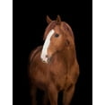 thumbnail image 2 of Chestnut Horse Head Black Wall Mural by Wallmonkeys Peel and Stick Graphic (18 in H x 14 in W) WM68071, 2 of 4