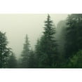 thumbnail image 2 of Idea4wall 6pcs Green Pine Trees Nursery Decor Stick Wallpaper Removable Wall Murals Large Wall Stickers for Home Decoration, 100"x144", 2 of 5