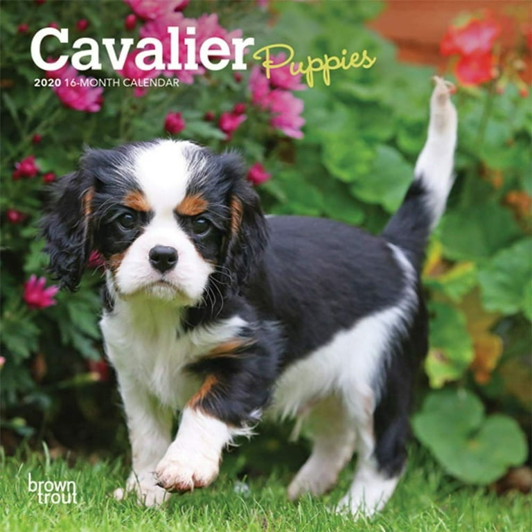 2020 Mini Wall Calendar Cavalier King Charles Spaniel Puppies for Baby Animal Dog Lovers 7 x 7 inch Monthly View 16 Month