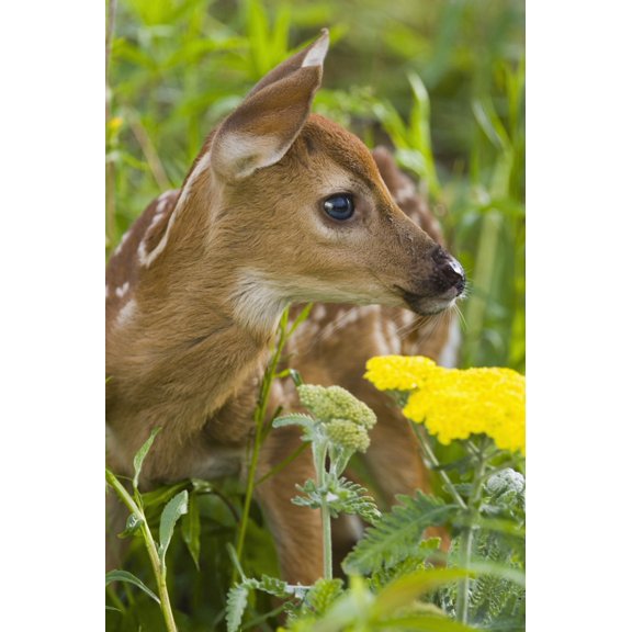 White-Tailed Deer Fawn In Wildflowers & Tall Grass Minnesota Spring Captive Canvas Art - Michael DeYoung  Design Pics (12 x 19)