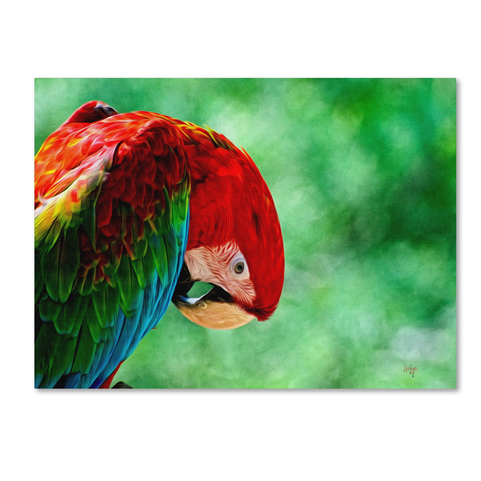 Trademark Fine Art "Colorful Macaw" Canvas Art by Lois Bryan