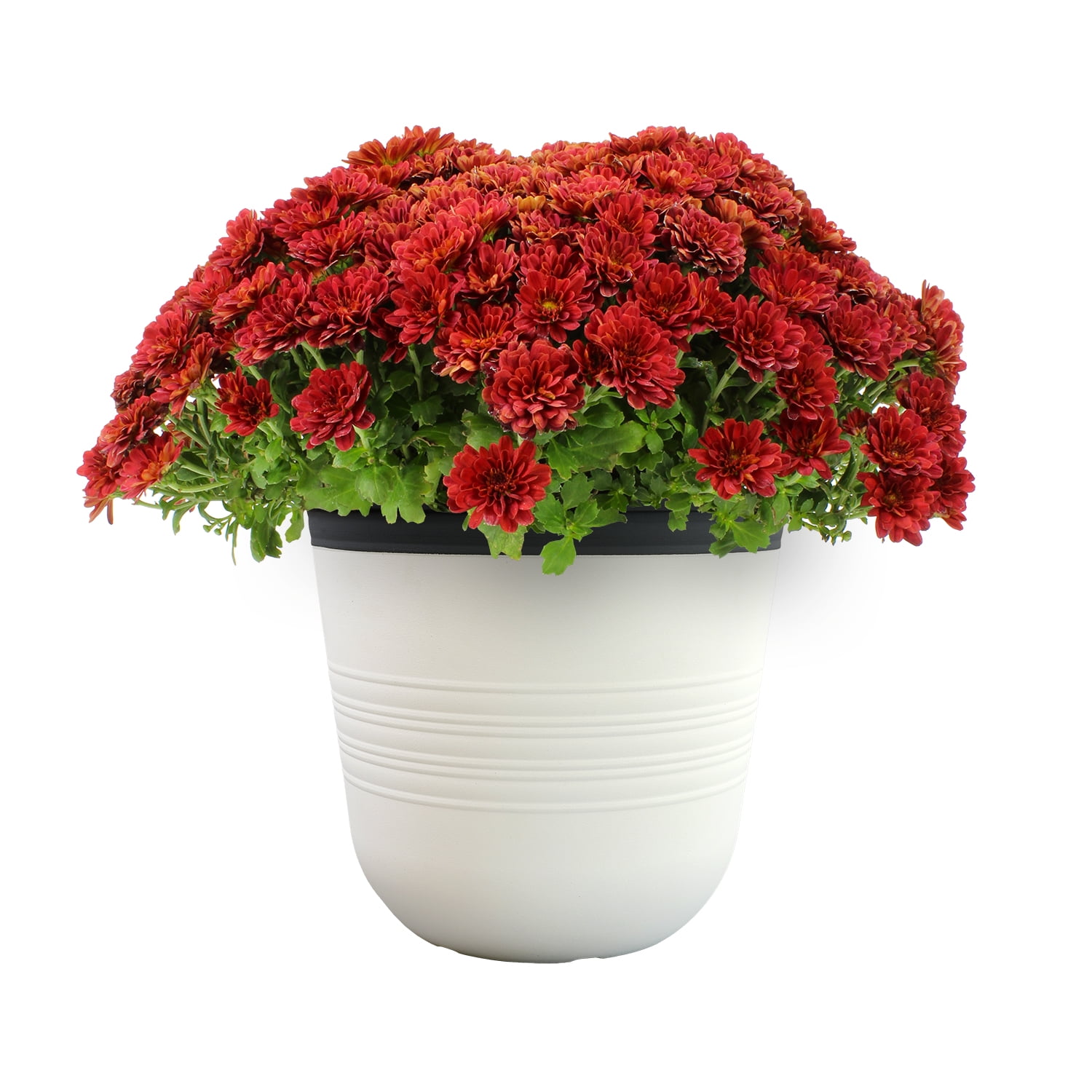 Better Homes & Gardens 3.5G Red Mum with Decorative Pot Live Plant