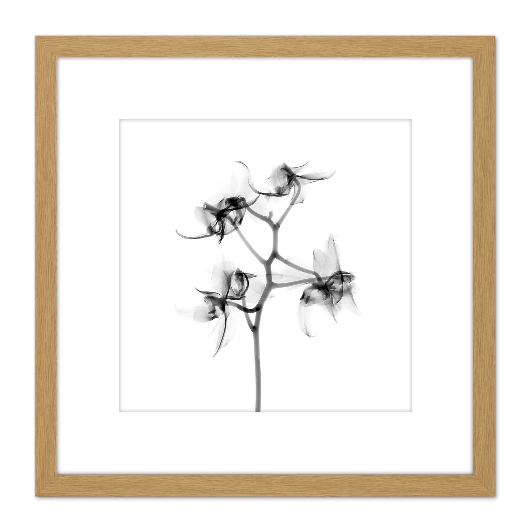 WALL OF ORCHIDS / LIFE MUST GO ON オリジナル版 Schwartz NJIT Orchid Flower Transparent Greyscale X-Ray Photo 8X8