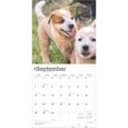 BrownTrout, Red Heelers 2025 Wall Calendar