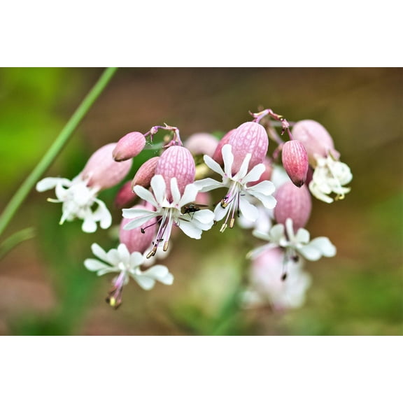100 MAIDENSTEARS Silene Vulgaris aka Bladder Campion Maidens Tears Pink & White Flower Seeds