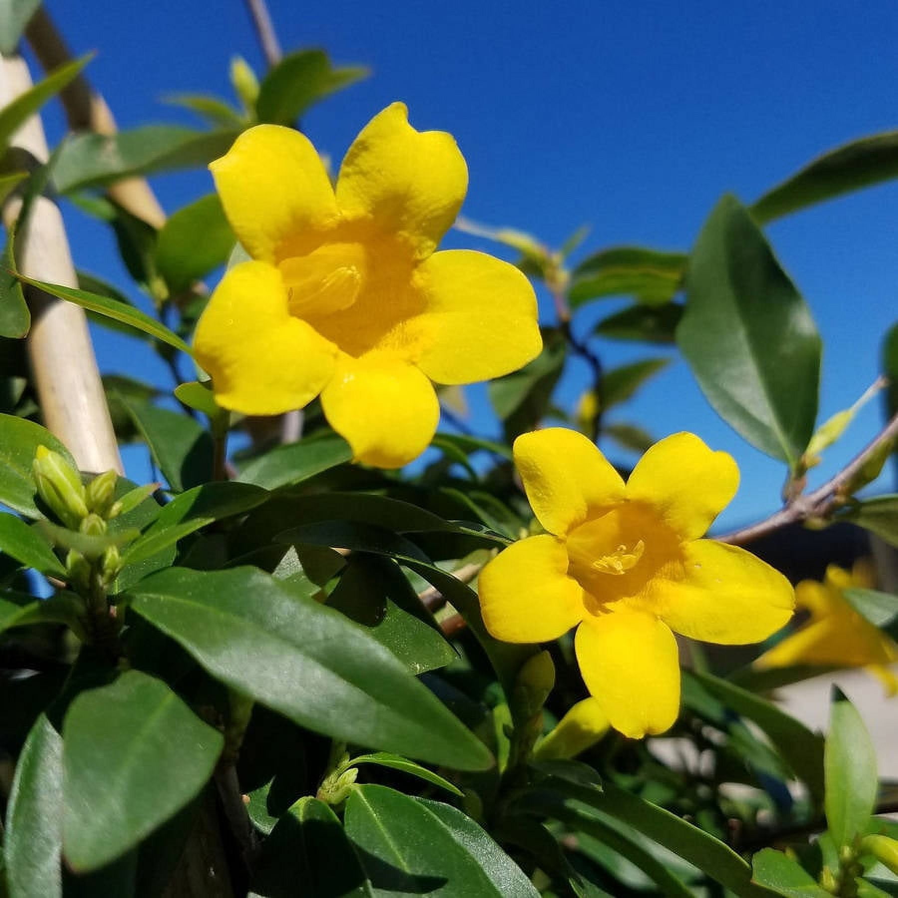 Expert Gardener Carolina Jessamine (2.5 Quart) Semi-Evergreen Blooming Vine with Yellow Flowers