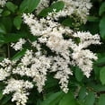 thumbnail image 6 of SINENSE LIGUSTRUM, 6 of 6