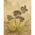 thumbnail image 3 of Vision Studio 20x24 Black Modern Framed Museum Art Print Titled - Alpine Florals I, 3 of 5