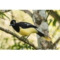 thumbnail image 2 of Jaynes Gallery 24x17 Gold Ornate Wood Framed with Double Matting Museum Art Print Titled - Argentina-Iguazu Falls National Park Plush-crested jay in tree, 2 of 4