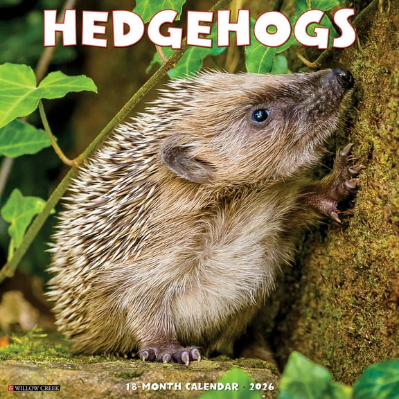 Hedgehogs 2026 Wall Calendar, (Paperback)