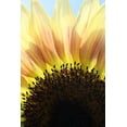 thumbnail image 2 of Putman, Tammy 13x18 Black Ornate Wood Framed with Double Matting Museum Art Print Titled - Sunflower V, 2 of 4