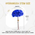 thumbnail image 4 of Jumbo Preserved Colombian Hydrangeas (Real Flower) (Royal Blue) Royal Blue-, 4 of 8