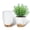 White&Brown, variant on FIASON 5 Pack 6 Inch Self Watering Plant Pots, Black with Brown Planters with Watering Lip, Drainage Holes & Removable Saucer, Small Flower Pots for Indoor Outdoor Garden House Plants