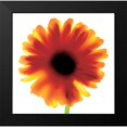 thumbnail image 2 of Unknown 20x20 Black Modern Framed Museum Art Print Titled - Floral I, 2 of 5