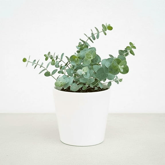 Baby Blue Eucalyptus Live Plant, Baby Blue Eucalyptus Plant 2.5 inch Pot for Zones 8-11