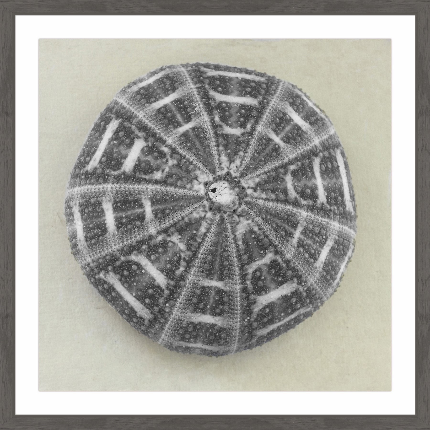 "Charcoal Sea Urchin" Framed Painting Print