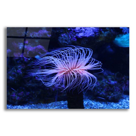 Epic Art 'Deep Sea Tango ' by Epic Portfolio Acrylic Glass Wall Art, 24"x16"