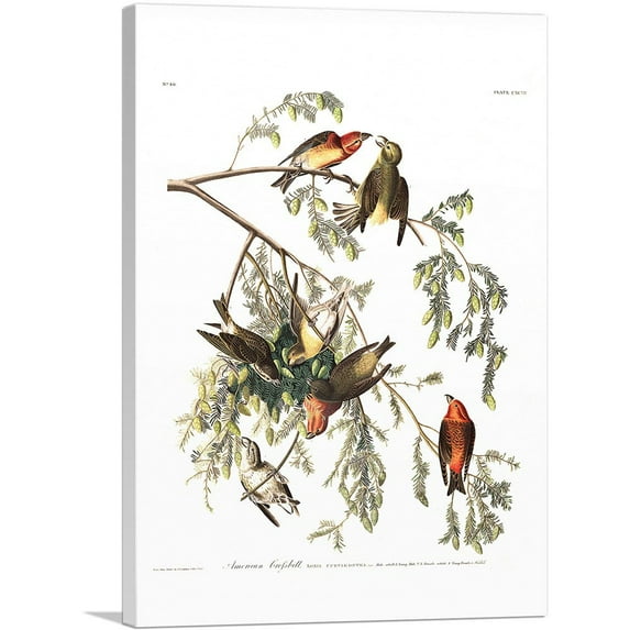 ARTCANVAS American Crossbill Canvas Art Print by John James Audubon - Size: 40" x 26" (1.50" Deep)