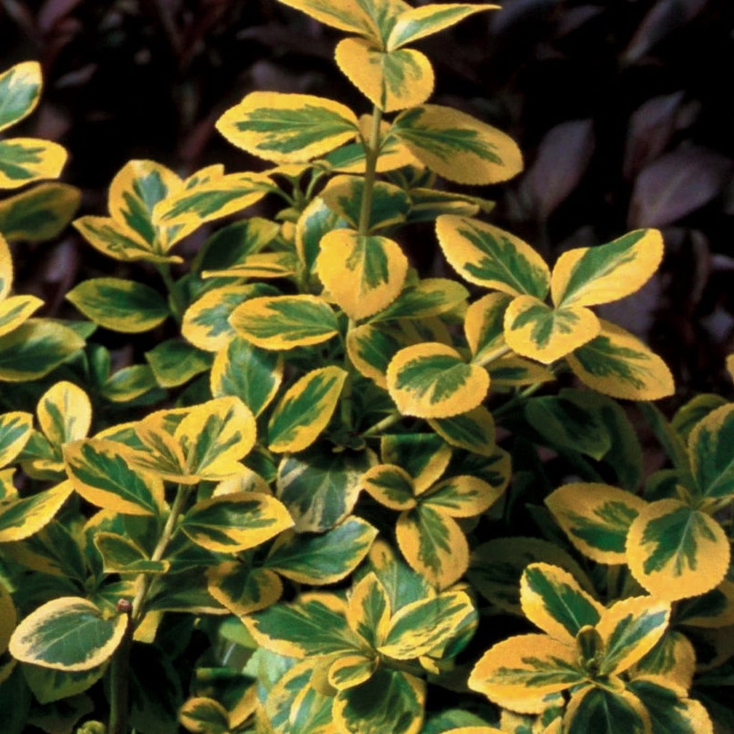 Proven Winners ColorChoice 6" Multicolor Gold Splash Wintercreeper Live Plant in 7.5" Pot