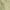 Green Tea, variant on Social Standard Women's Mid Rise Fortune Tencel Short (Green Tea, XL)